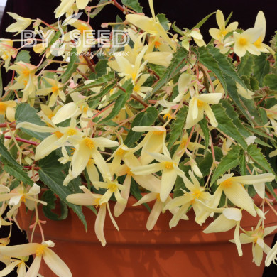 Bégonia de Bolivie Copacabana F1 Yellow (graines enrobées)