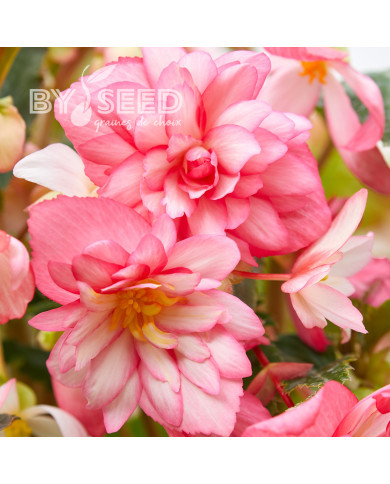 Bégonia retombant Chanson F1 Bicolour Pink and White (graines enrobées)