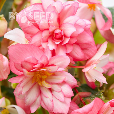 Bégonia retombant Chanson F1 Bicolour Pink and White (graines enrobées)