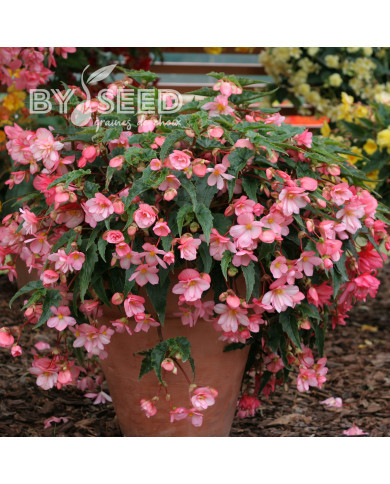 Bégonia retombant Chanson F1 Bicolour Pink and White (graines enrobées)