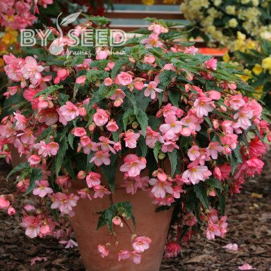 Bégonia retombant Chanson F1 Bicolour Pink and White (graines enrobées)