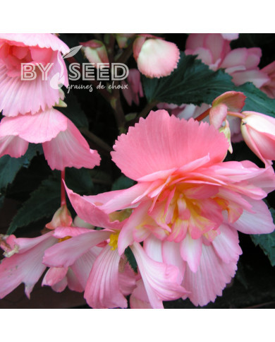 Bégonia retombant Chanson F1 Bicolour Pink and White (graines enrobées)