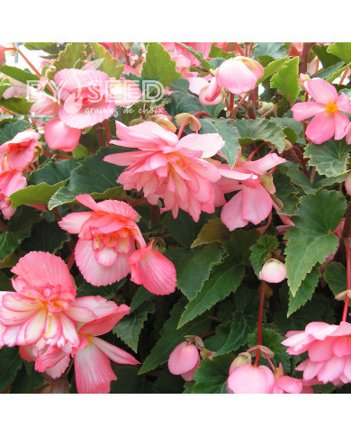 Bégonia retombant Chanson F1 Bicolour Pink and White (graines enrobées)
