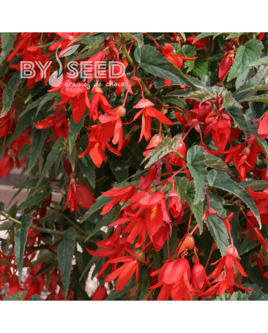 Bégonia de Bolivie Copacabana F1 Red (graines enrobées)