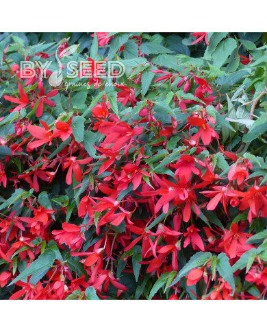 Bégonia de Bolivie Copacabana F1 Red (graines enrobées)