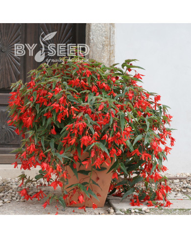 Bégonia de Bolivie Copacabana F1 Red (graines enrobées)