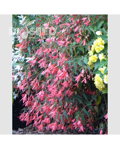 Bégonia de Bolivie Copacabana F1 Salmon (graines enrobées)