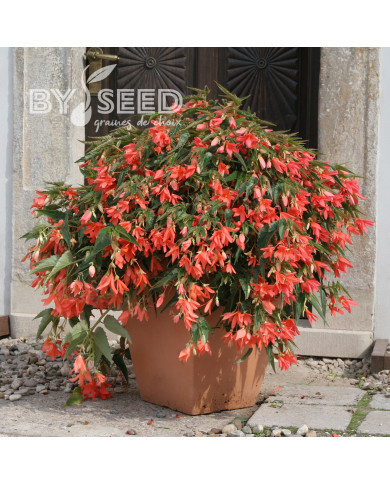 Bégonia de Bolivie Copacabana F1 Salmon (graines enrobées)