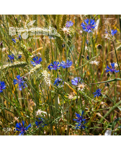 Centaurée barbeau - Bleuet sauvage
