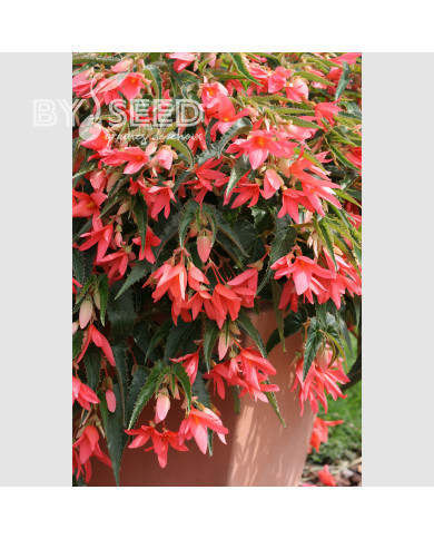 Bégonia de Bolivie Copacabana F1 Salmon (graines enrobées)