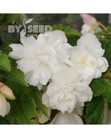 Bégonia retombant Chanson F1 White (graines enrobées)