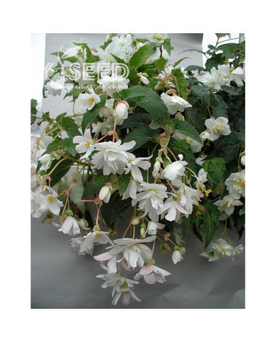 Bégonia retombant Chanson F1 White (graines enrobées)