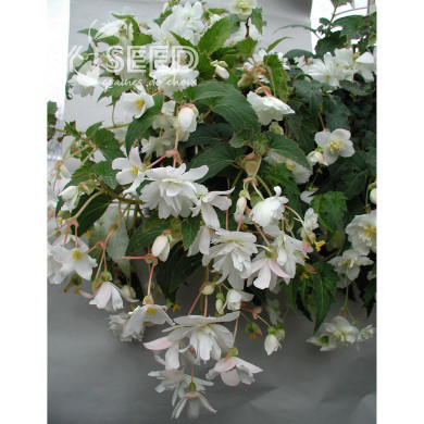 Bégonia retombant Chanson F1 White (graines enrobées)