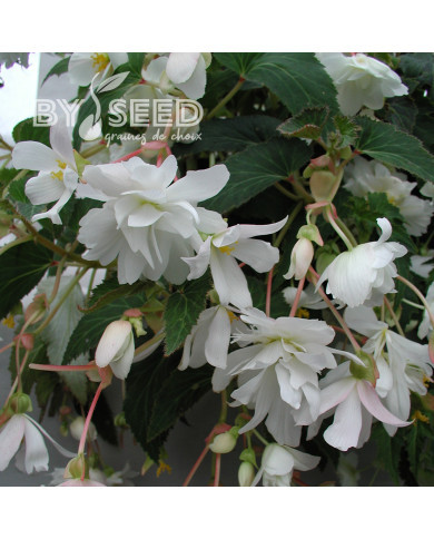Bégonia retombant Chanson F1 White (graines enrobées)