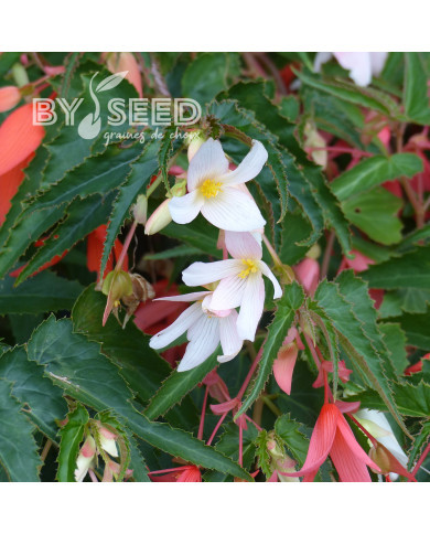 Bégonia de Bolivie Copacabana F1 White (graines enrobées)