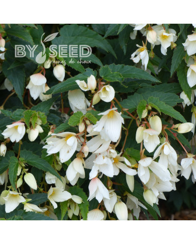 Bégonia de Bolivie Copacabana F1 White (graines enrobées)