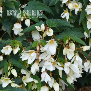 Bégonia de Bolivie Copacabana F1 White (graines enrobées)