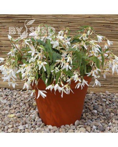 Bégonia de Bolivie Copacabana F1 White (graines enrobées)