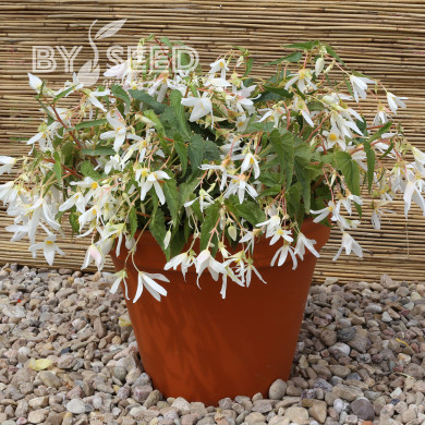 Bégonia de Bolivie Copacabana F1 White (graines enrobées)