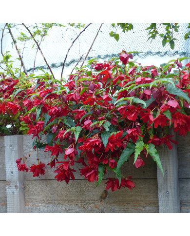 Bégonia retombant Chanson F1 Deep Red (graines enrobées)