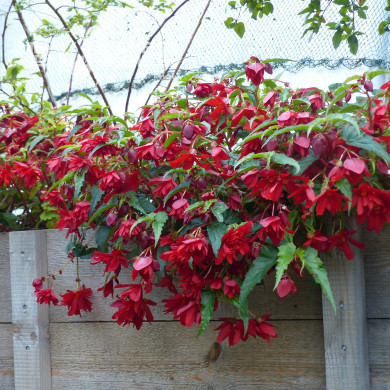 Bégonia retombant Chanson F1 Deep Red (graines enrobées)