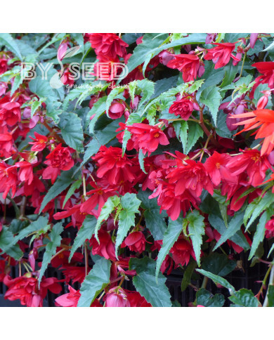 Bégonia retombant Chanson F1 Deep Red (graines enrobées)