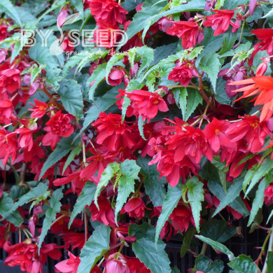 Bégonia retombant Chanson F1 Deep Red (graines enrobées)