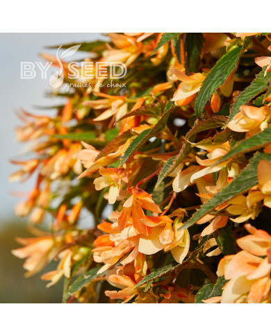 Bégonia de Bolivie Copacabana F1 Tricolour (graines enrobées)
