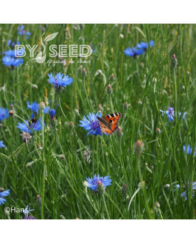 Centaurée barbeau - Bleuet sauvage