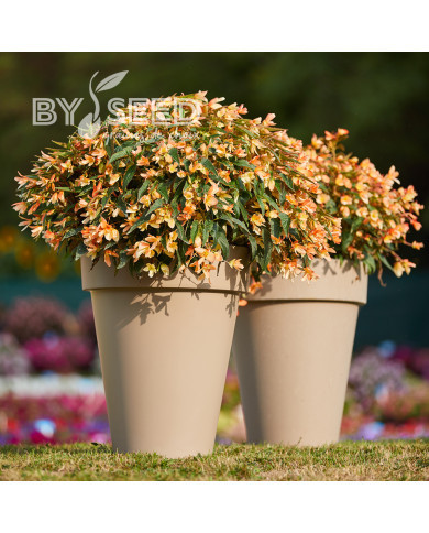 Bégonia de Bolivie Copacabana F1 Tricolour (graines enrobées)