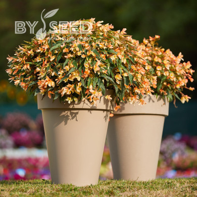 Bégonia de Bolivie Copacabana F1 Tricolour (graines enrobées)