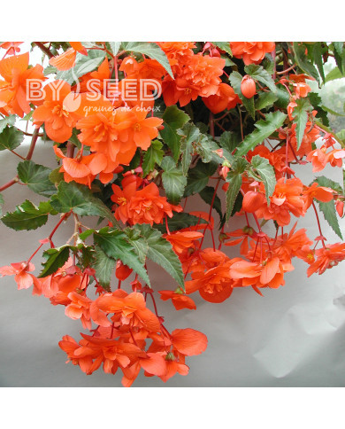 Bégonia retombant Chanson F1 Salmon (graines enrobées)