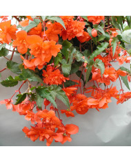 Bégonia de Bolivie Copacabana F1 Orange (graines enrobées)