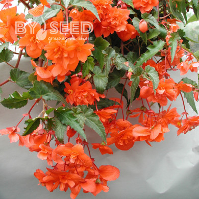 Bégonia retombant Chanson F1 Salmon (graines enrobées)