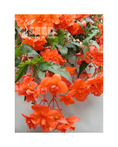 Bégonia retombant Chanson F1 Salmon (graines enrobées)