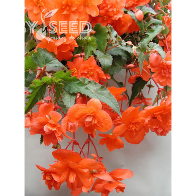 Bégonia retombant Chanson F1 Salmon (graines enrobées)