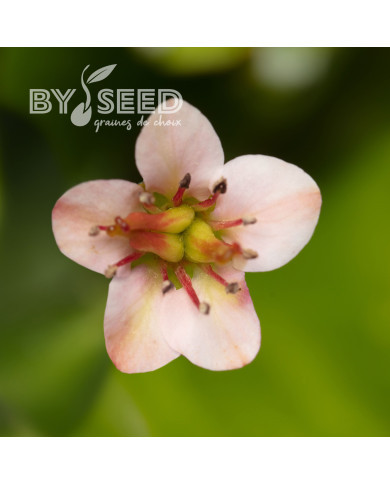 Bergénia Shoeshine Appleblossom