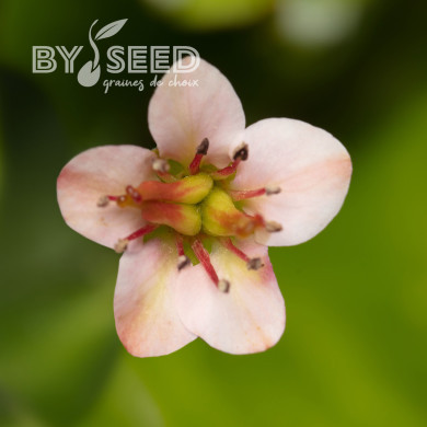 Bergénia Shoeshine Appleblossom