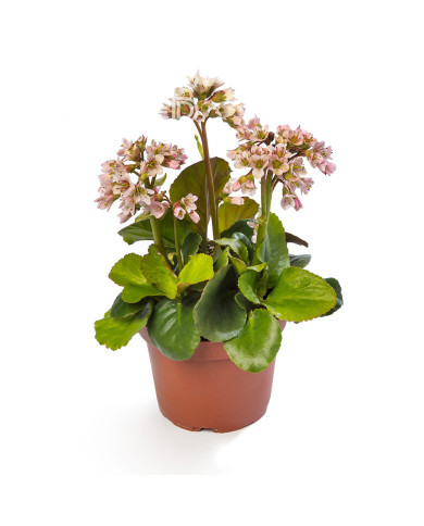 Bergénia Shoeshine Appleblossom