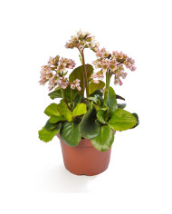 Bégonia de Bolivie Copacabana F1 Orange (graines enrobées)