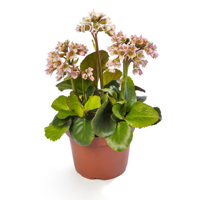 Bergénia Shoeshine Appleblossom