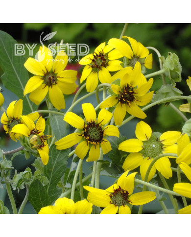 Berlandiera lyrata Chocolate Daisy