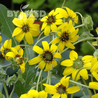 Berlandiera lyrata Chocolate Daisy