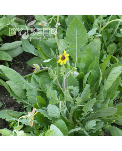 Berlandiera lyrata Chocolate Daisy