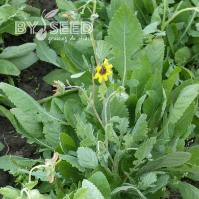 Berlandiera lyrata Chocolate Daisy