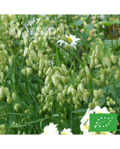 Briza maxima (Amourette) BIO