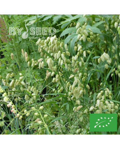 Briza maxima (Amourette) BIO
