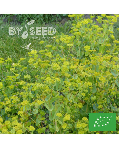 Bupleurum (Buplèvre) Griffithii BIO