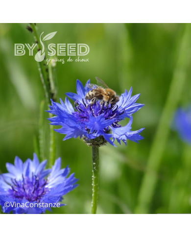 Centaurée barbeau - Bleuet sauvage