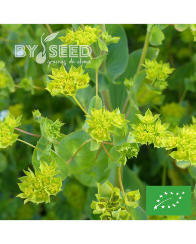Bupleurum (Buplèvre) Griffithii BIO